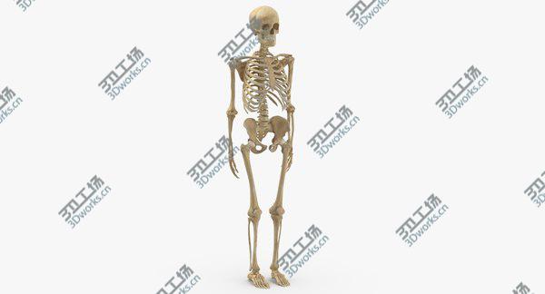images/goods_img/20210312/Real Human Woman Skeleton Bones Anatomy 01 model/1.jpg